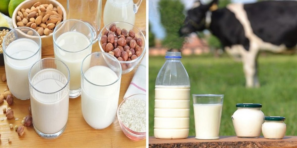 Sữa hạt và sữa động vật – lựa chọn nào tốt hơn cho sức khoẻ?