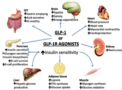 Trào Lưu Microdosing GLP-1 Gây Tranh Cãi Sức Khỏe