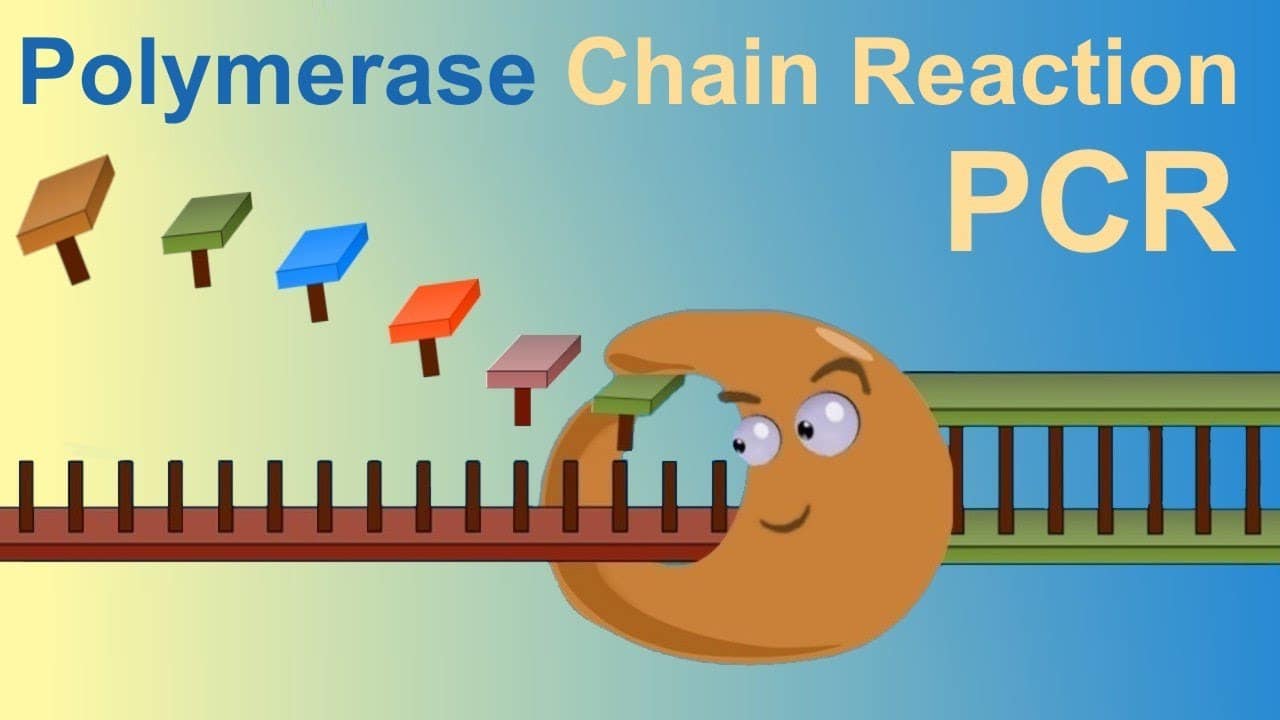Xét nghiệm PCR là gì? Quy trình và nơi xét nghiệm - YouMed