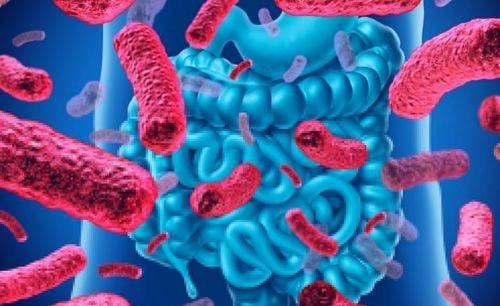 Men Vi Sinh Hay Prebiotic: Nên Chọn Loại Nào?
